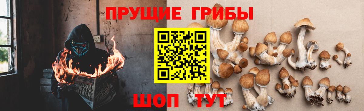 Псилоцибиновые грибы GOLDEN TEACHER Белорецк